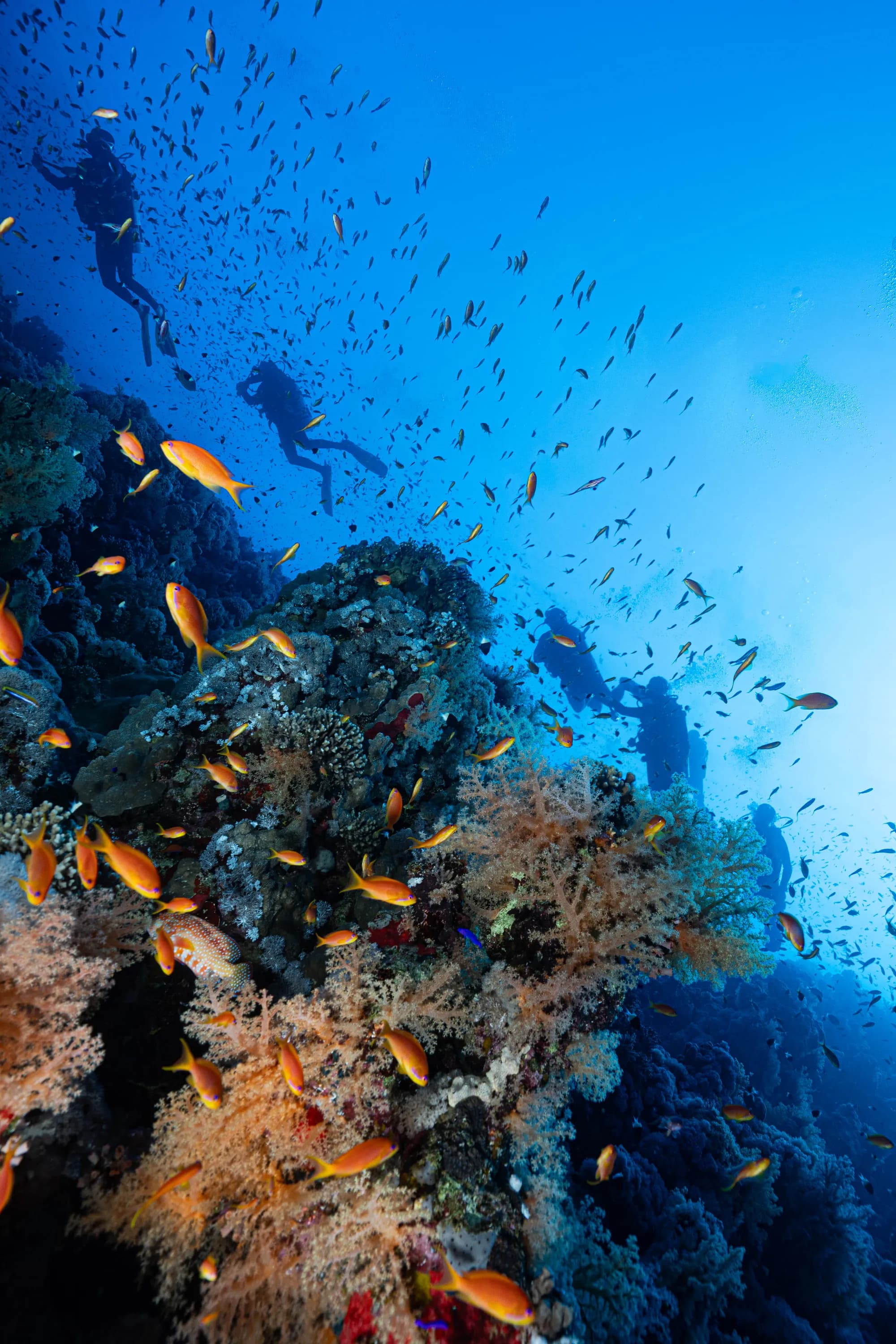 Liveaboard diving