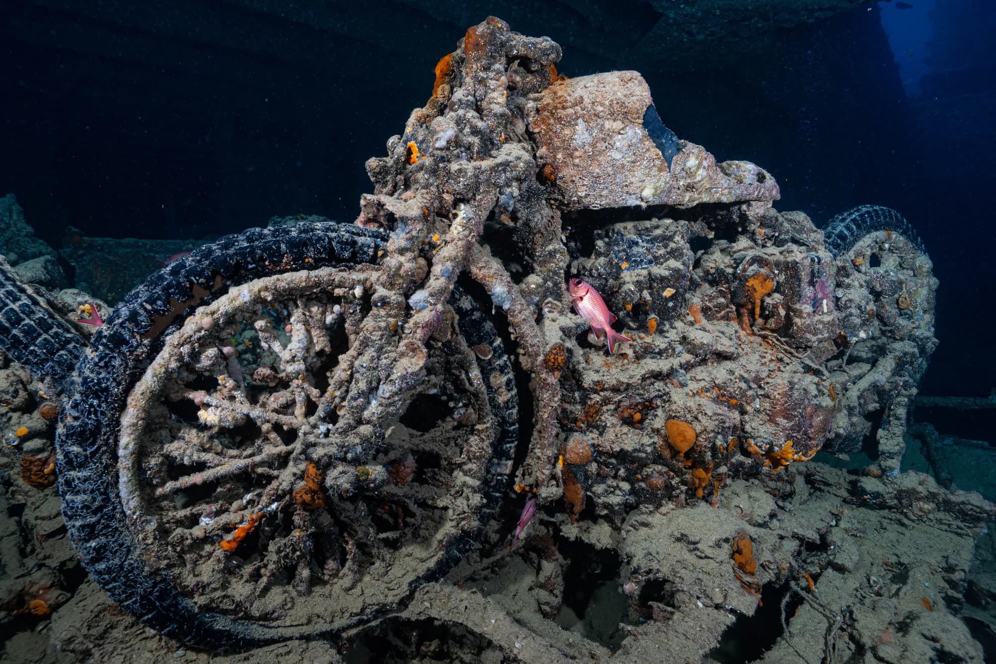 Red Sea reef
