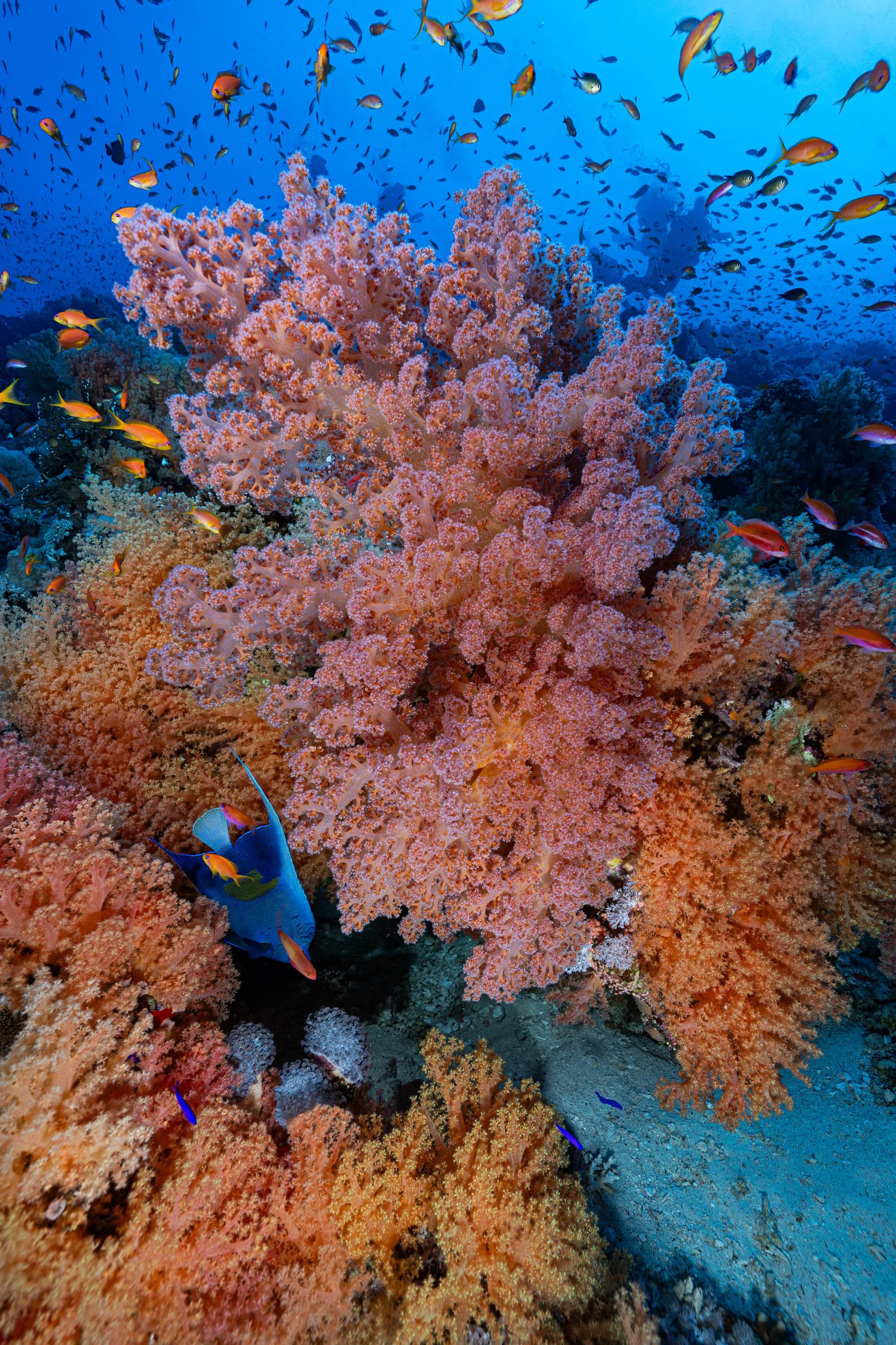 Red Sea marine life
