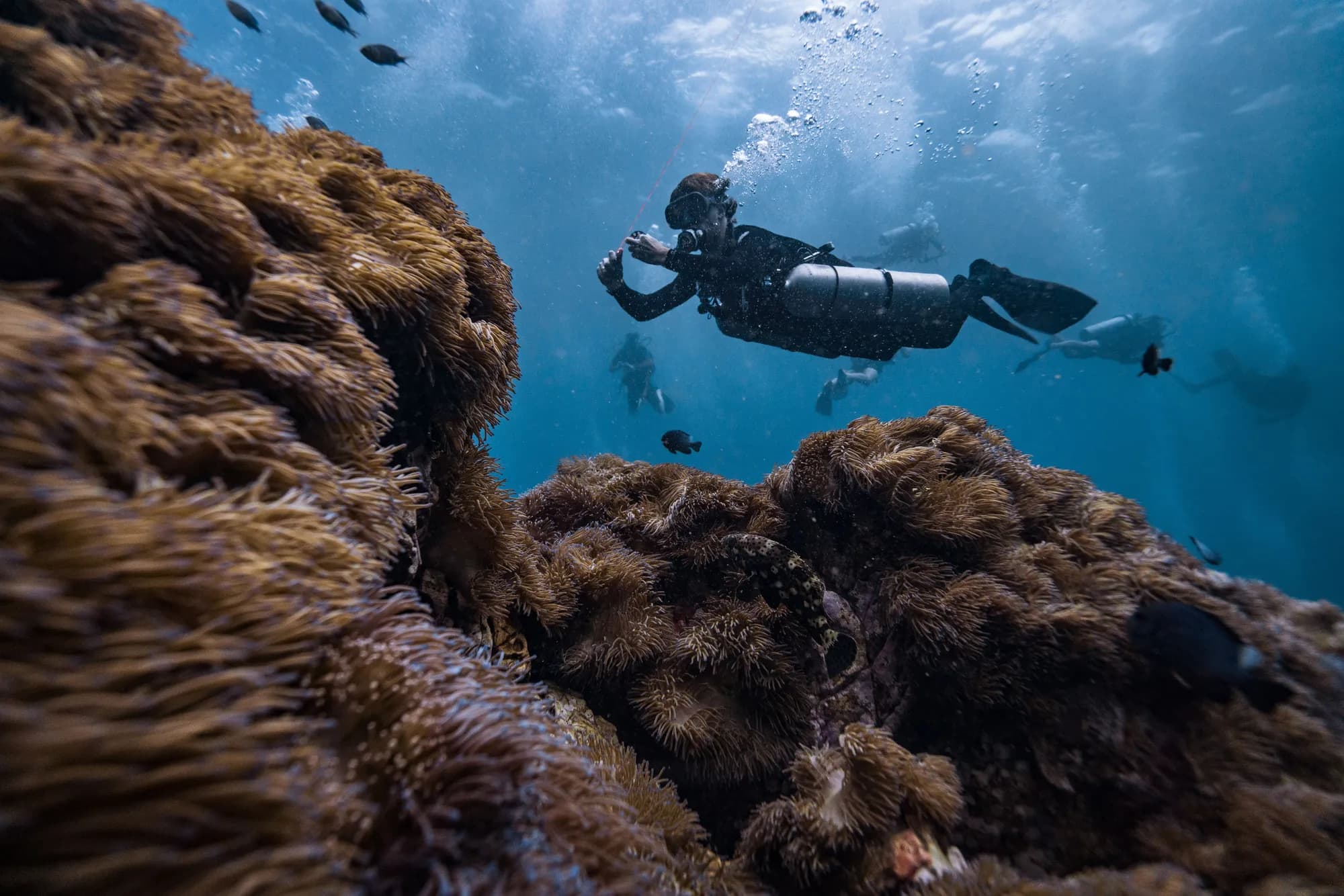 Sidemount + Independent Diver