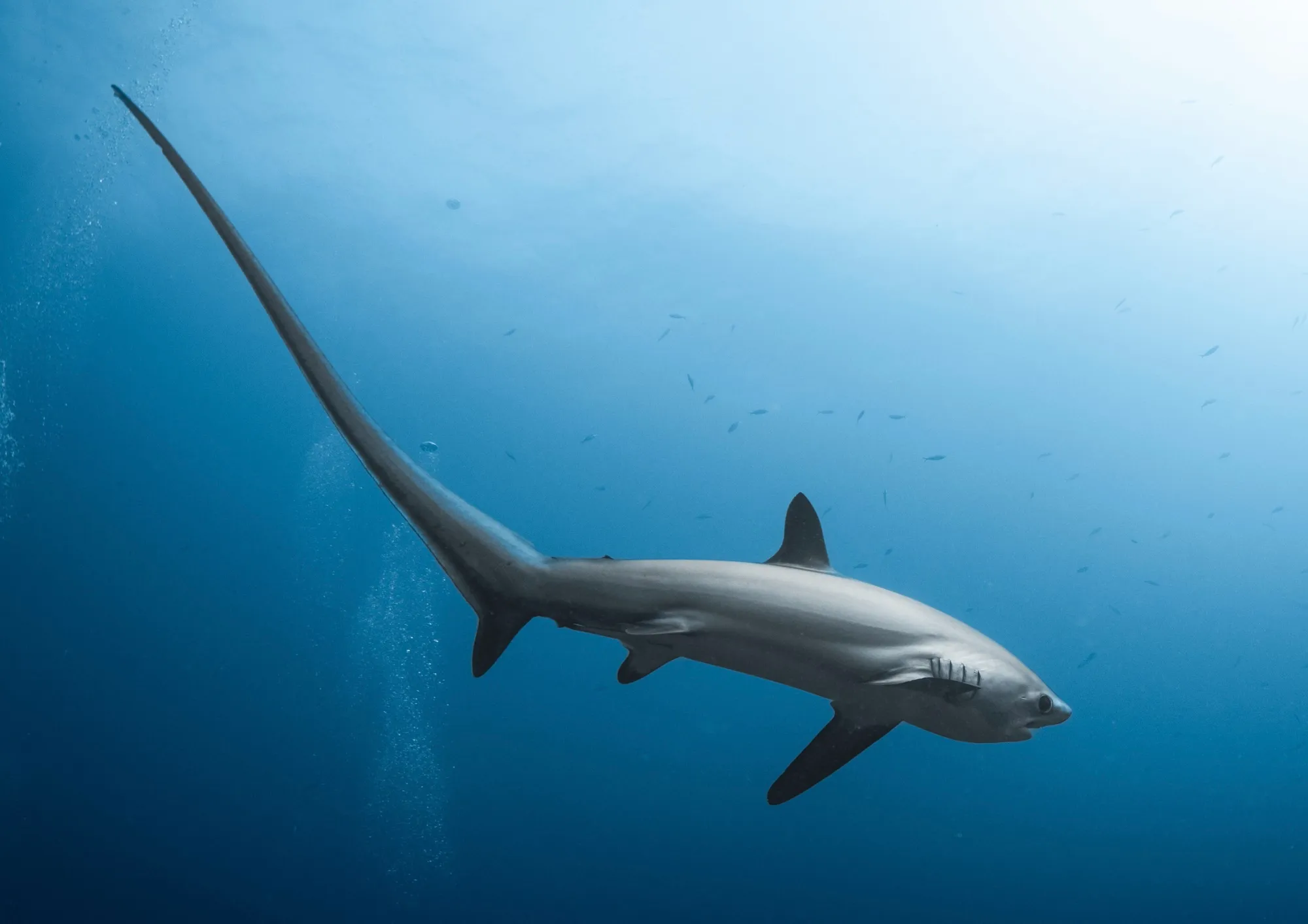 Maldives liveaboard