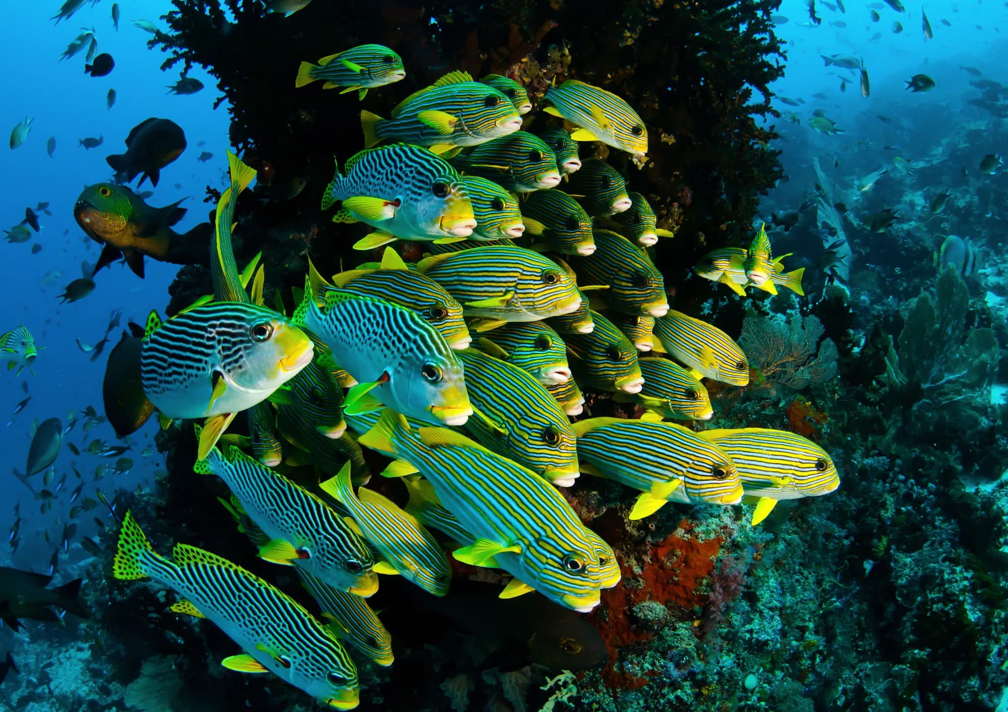 Maldives diving