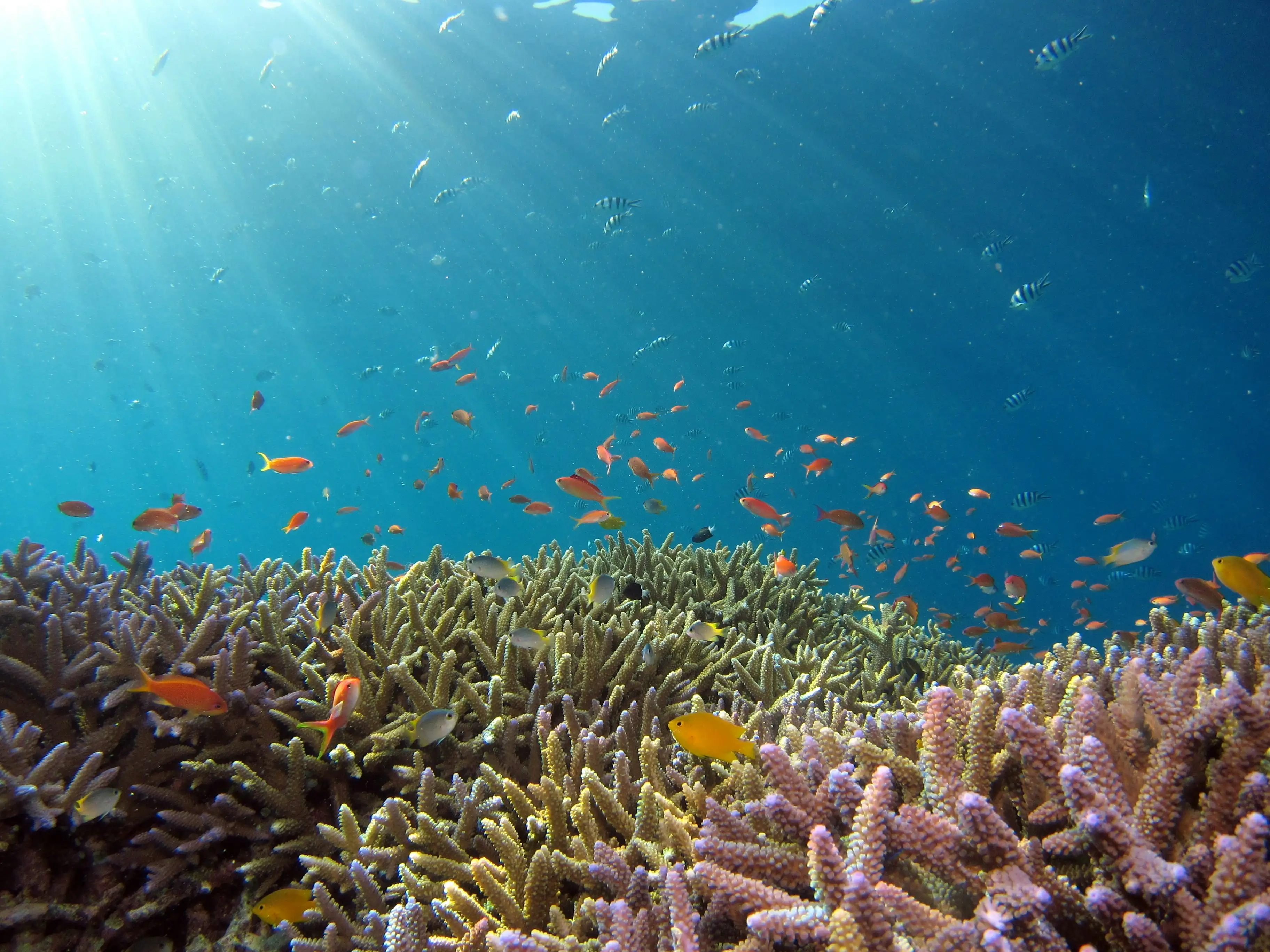 Diving experience in Koh Tao